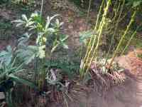okra-20250825_01.jpg