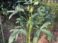 okra-20250825_02.jpg