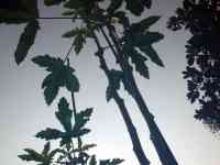okra-20250825_03.jpg