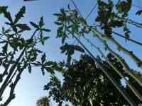 okra-20250909_02.jpg