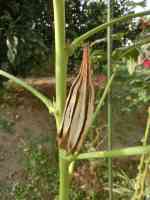 okra-20250921_01.jpg