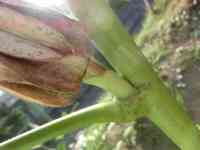 okra-20250921_02.jpg