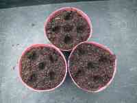 okra-20260614_02.jpg