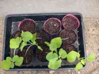 okra-20260614_03.jpg