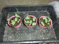 okra-20260624_01.jpg
