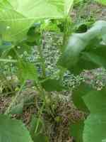 okra-20260728_02.jpg