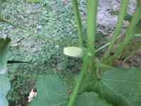 okra-20260806_01.jpg