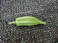 okra-20260816_01.jpg