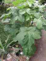 okra-20260816_02.jpg