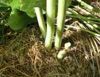 okra-20260817_01.jpg