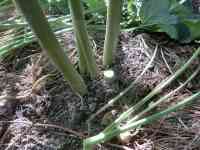 okra-20260817_02.jpg