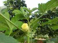 okra-20260826_01.jpg