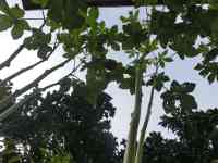 okra-20260905_02.jpg