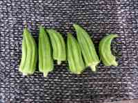 okra-20260914_02.jpg