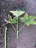 okra-20260918_01.jpg