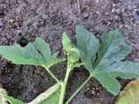 okra-20260918_02.jpg
