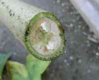 okra-20260918_03.jpg