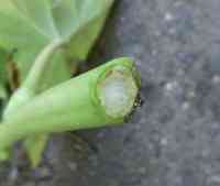 okra-20260918_04.jpg