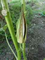 okra-20260919_01.jpg