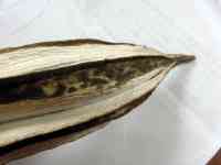 okra-20260920_01.jpg