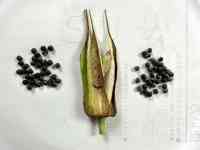 okra-20260920_03.jpg