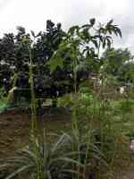 okra-20261004_01.jpg