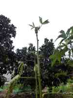 okra-20261004_02.jpg