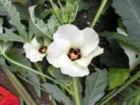 okra-20261004_03.jpg