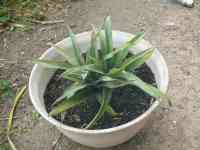 pineapple-20250423_01.jpg