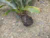 pineapple-20250423_02.jpg
