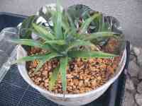 pineapple-20250423_03.jpg