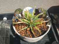 pineapple-20250505_01.jpg