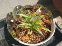 pineapple-20250505_02.jpg