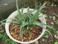 pineapple-20250611_01.jpg