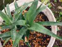 pineapple-20250611_02.jpg