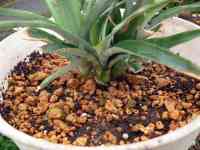 pineapple-20250611_03.jpg