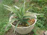 pineapple-20250702_01.jpg