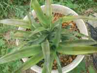 pineapple-20250702_02.jpg