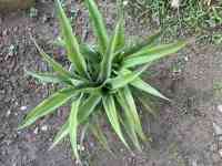 pineapple-20250816_01.jpg