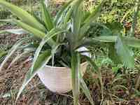 pineapple-20250816_02.jpg