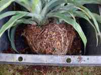 pineapple-20251124_02.jpg
