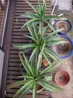 pineapple-20260429_01.jpg