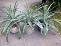 pineapple-20260614_01.jpg