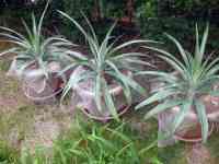 pineapple-20260614_02.jpg