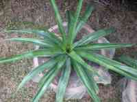 pineapple-20260614_03.jpg