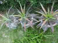 pineapple-20260715_01.jpg