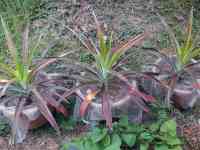 pineapple-20260718_01.jpg