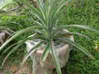 pineapple-20260821_01.jpg