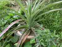pineapple-20260821_02.jpg