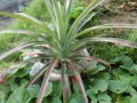 pineapple-20260821_03.jpg